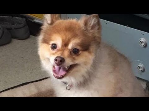 Video: Puppy a avut 