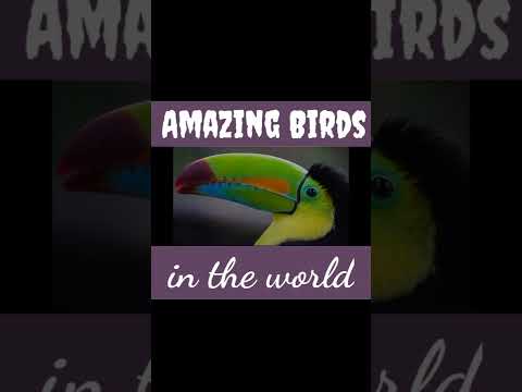 Amazing Birds shorts- Cute birds shorts-Lovely birds shorts#birds#shorts#Animals_Shorts