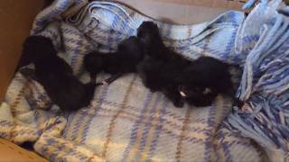 Kittens Rescued From Crusher Seconds Before It Was Switched On - Phew Lucky Escape Uk