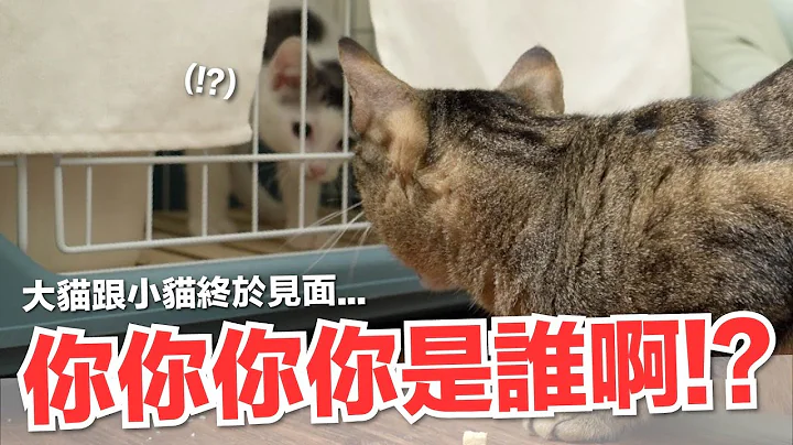 【好味小姐】你你你你是谁啊？！大猫跟小猫终于见面⋯｜好味猫日常135 - 天天要闻
