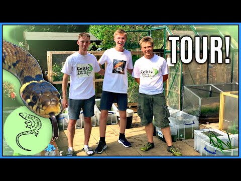 Can You Keep Reptiles Outside in the UK? - Celtic Reptile & Amphibian Reptile Collection Tour Pt. 1