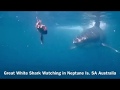 Great White Shark Watching in Neptune Islands SA Australia
