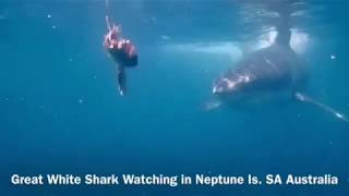 Great White Shark Watching in Neptune Islands SA Australia