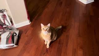 Henry The Cat Is Concerned Of Getting Eaten