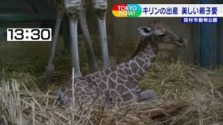 キリンの出産“美しき親子愛”　東京・羽村市動物公園