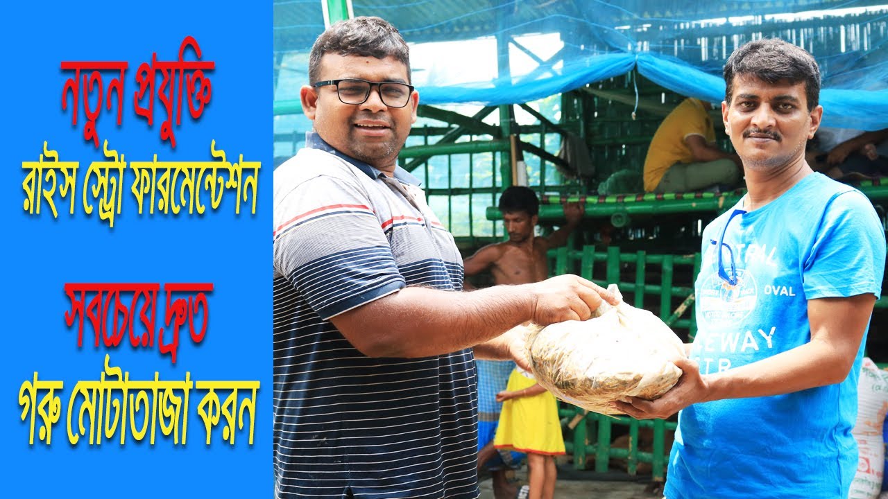 গরু মোটাতাজা করনে নতুন প্রযুক্তি, ইস্ট ফারমেন্টেড স্ট্রো। সবচেয়ে কম সময়ে কম খরচে ঘাস ছাড়া মোটাতাজা।