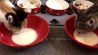 Lola & Maisy trying Whiskers kitten milk for the first time - It sounds as if they like it!