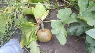 Pumpkin patch