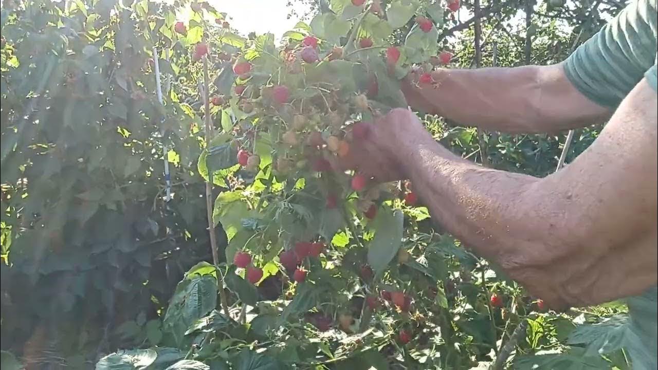 СУПЕР МАЛИНА ИМАРА - YouTube