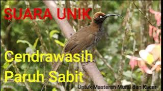 Suara Unik Cendrawasih Paruh Sabit | Masteran Murai Batu | Masteran Kacer | Full Tanpa Iklan