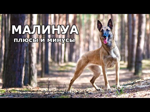 Видео: Бельгийский малинуа