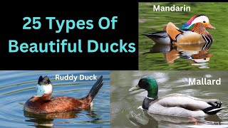 25 Types Of Most Beautiful Ducks - With Tips For Identification