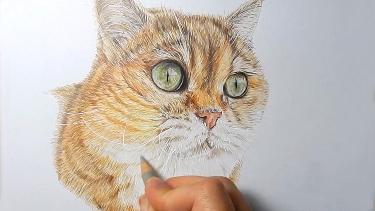 Colored Pencil Drawings Of Cats