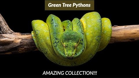 Green Tree Python setup - The Amazing collection of Mark Heger