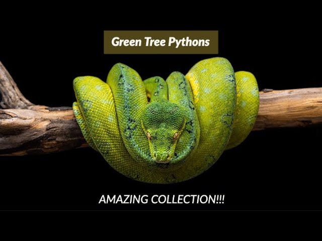 Green Tree Snake  Body Paint Timelapse 