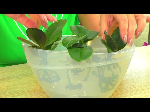 Video: Welche Vase Eignet Sich Für Mini-Orchideen