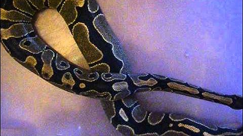 Ball python update 2014 new purchase and building females?