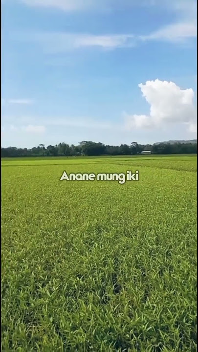 Story WA - Anane mung tresno kalih welasku #dennycaknan #storywa
