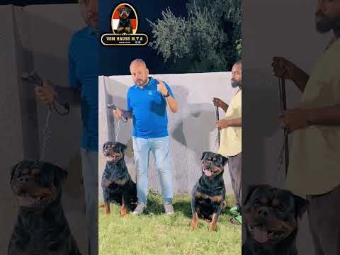 اقوى واعلى سلالات كلاب الروت وايلر في مصر والوطن العربي عصابة الكلاب و القطط 