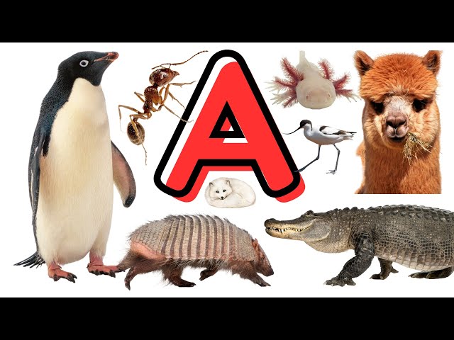 Animal - Name of Animals That Start with A - Useful English Words - English  Vocabulary Building - YouTube
