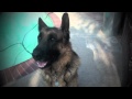 Teach your dog how to sit - Teach your dog how to sit -