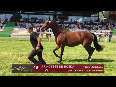 Show Anglo 2017 : Lot 49 - PRINCESSE DE BOSDA
