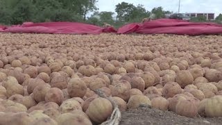 Somalie o Risque de famine: les associations humanitaires mettent en garde