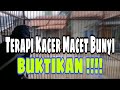 Pancingan Kacer Ngeplong Paling Ampuh Mengatasi Kacer Macet Bunyi