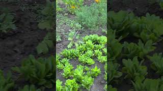 Lenny's Garden 2026, Day 32 #garden #gardening