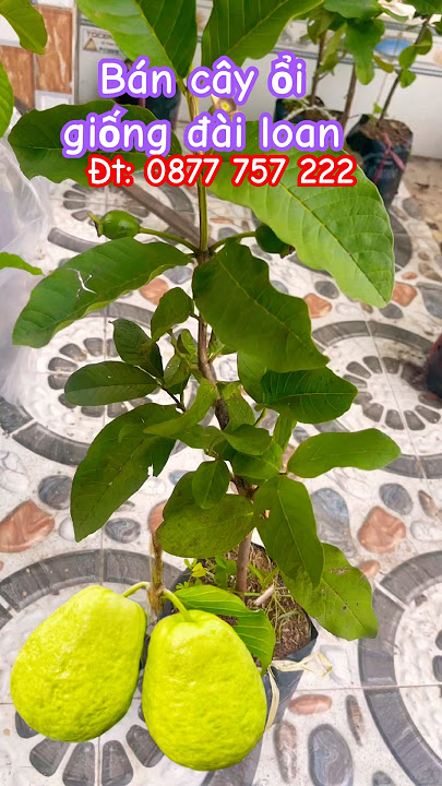 I sell Taiwanese guava tree ph06