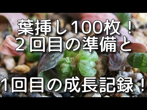 紫オブツーサ葉挿し100枚チャレンジ 2回目の準備と一回目に出来たあの苗の成長記録 ハオルチア Haworthia 多肉植物 Succulents 観葉植物 Foliage Plant Youtube 紫オブツーサ葉挿し100枚チャレンジ 2回目の準備と一回目に出来たあの苗の成長記録 ハオルチア Haworthia 多肉植物 Succulents 観葉植物 Foliage Plant Youtube