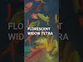 Florescent Widow Tetra # Fish # Aquarium  # Shorts