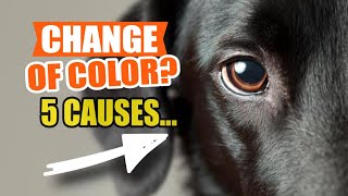WHY Did my DOG'S Eyes CHANGE COLOR?🐶👁️ by Veterinary Network 40 views 11 days ago 5 minutes, 22 seconds