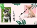 Que debes de saber antes de comprar o adoptar un schnauzer o un chihuahua