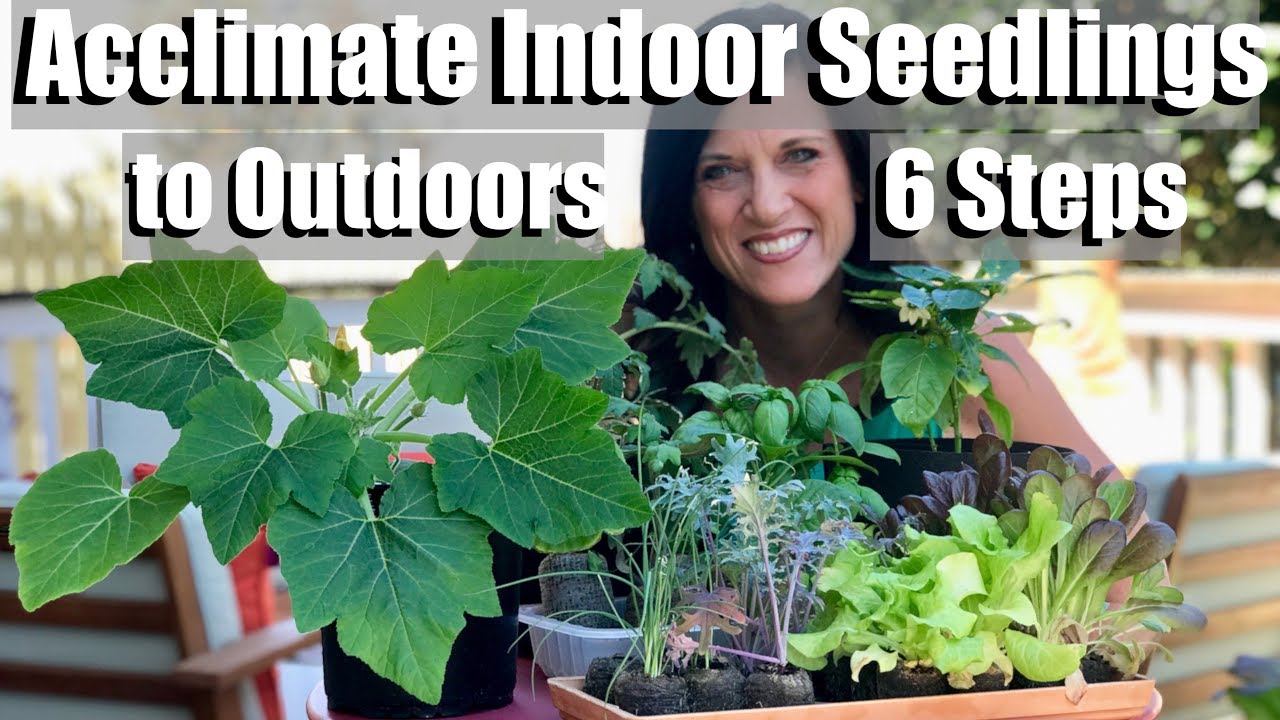 Acclimating Indoor Seedlings To Outdoors Hardening Off In 6 Easy Acclimating indoor seedlings to outdoors hardening off in 6 easy