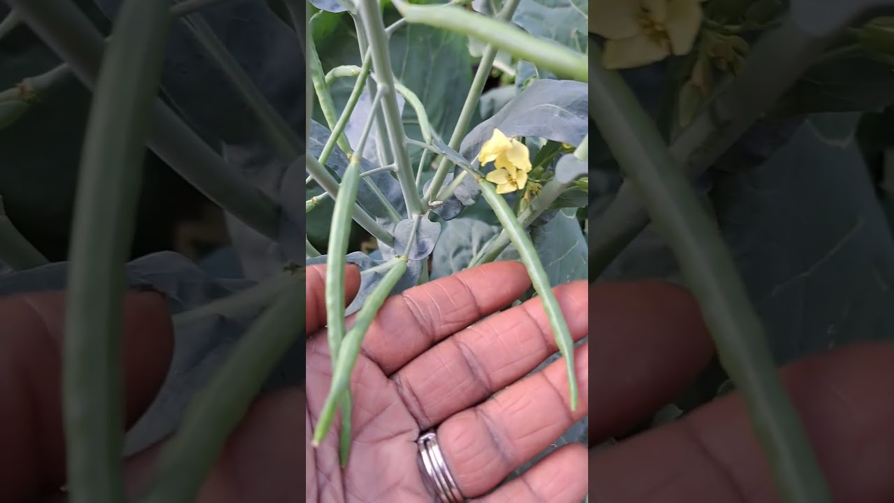 LET ME EXPLAIN HOW YOU WILL GET SEEDS FOREVER!!