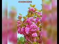 The Beauty of Nature: A Serene Journey #abaskillpro #Cherryblossom #nature #naturelover  