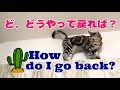 45.カーテンレールを後ずさりするララ/Lala walking backwards on the curtain rail