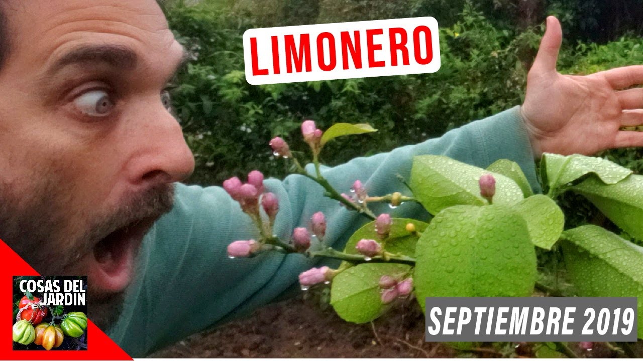 LIMONERO LLENO DE FLORES! PASEO POR EL JARDIN SEPTIEMBRE 2019