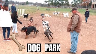 MY PITBULL FIRST TIME AT THE DOG PARK!!!