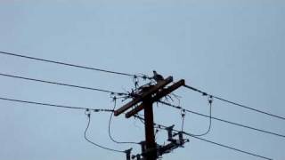 Osprey Building A Nest On a Telephone Pole.