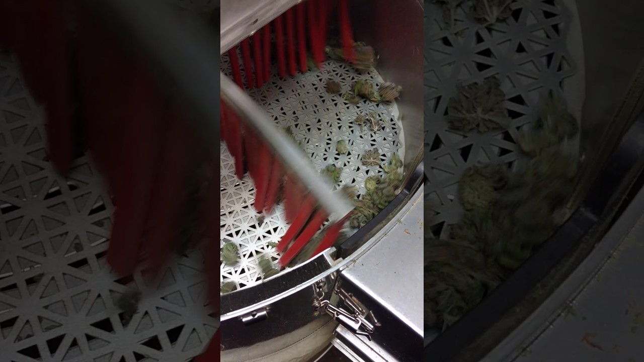 Ez Trim Satellite x Juicy Fruit! You won't believe the end results!!