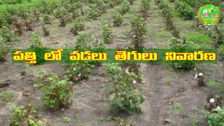 #Rythubadi 120 -  పత్తి లో వడలు తెగులు నివారణ  I Cotton Fusarium Wilt I Verticillium Wilt by