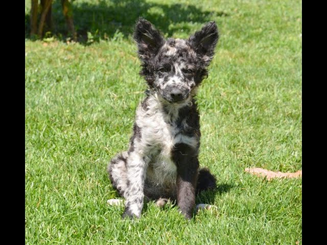 венгерская пастушья собака