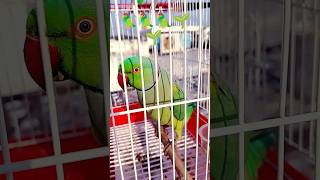तोता मिट्ठू 🦜🦜 न्यू parrot 🐦 विडियो लाइव वीडियो बोलता है mithukibatain talkingparrot #birds