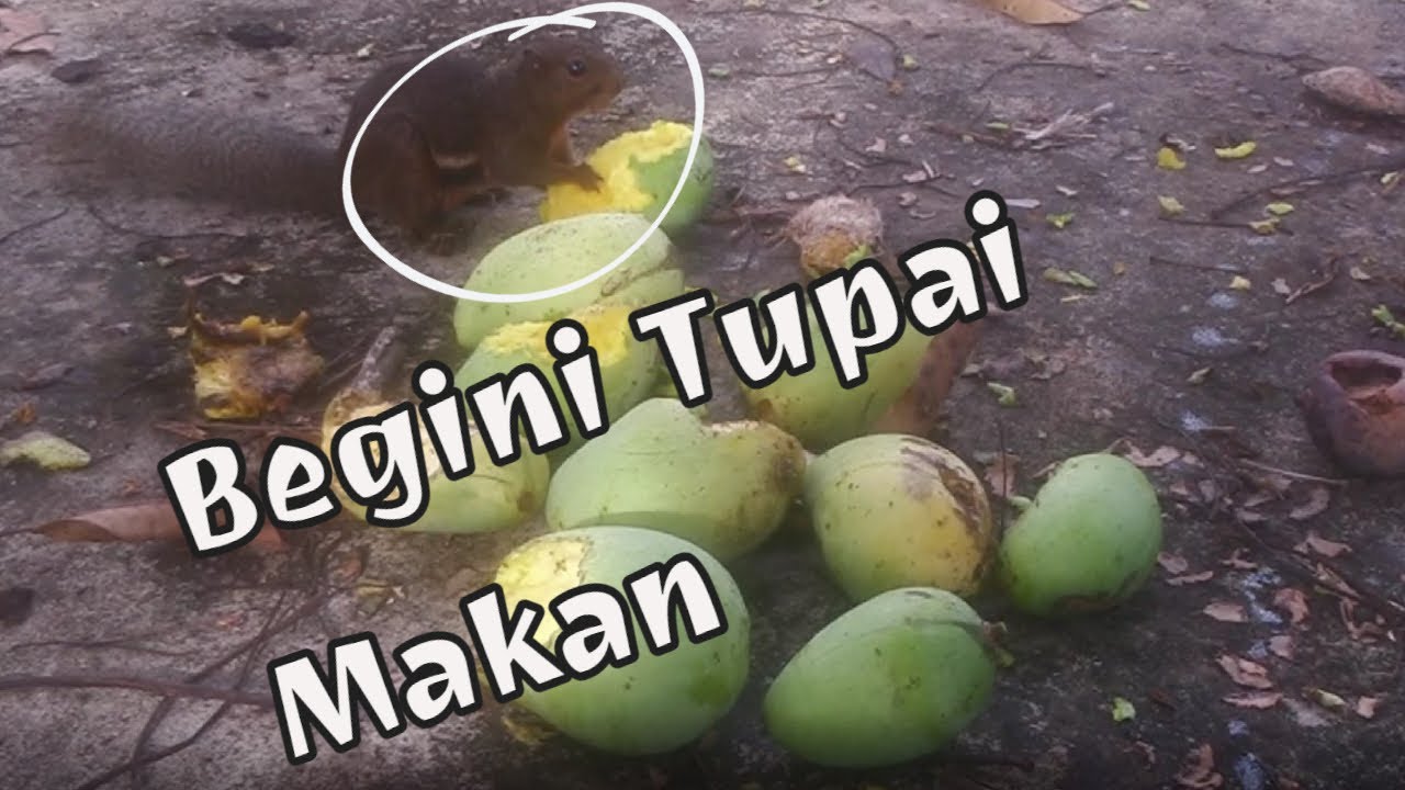 Tupai makan buah dan cara tupai makan buah asam 