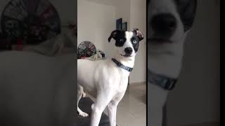 Dog Looks Shocked When Owner Scolds Him for Biting Her Hand - 1060609