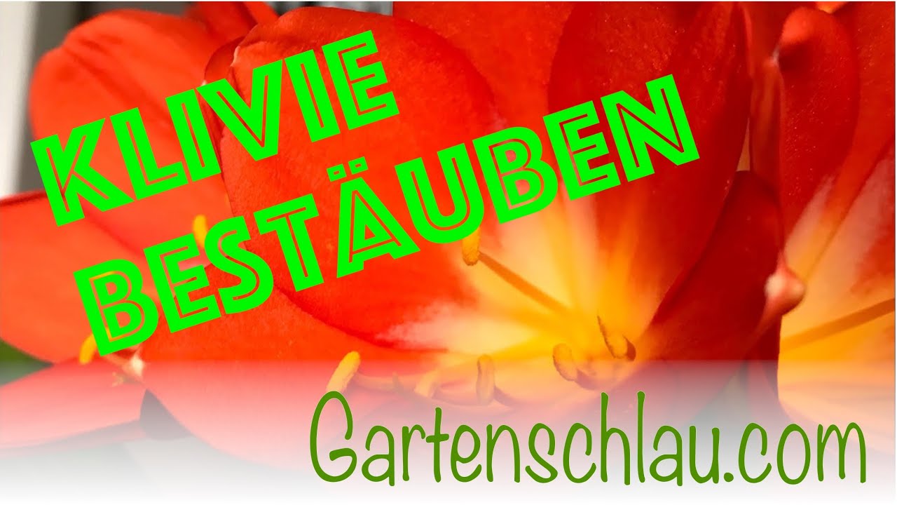 Klivie von Hand bestäuben: So entstehen rote Beeren und Samen