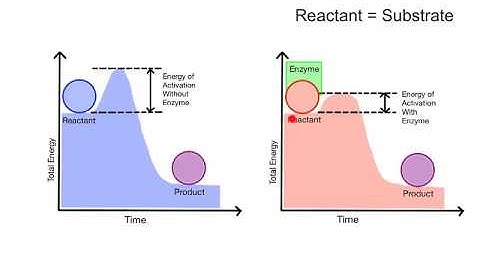 Do catalysts lower activation energy