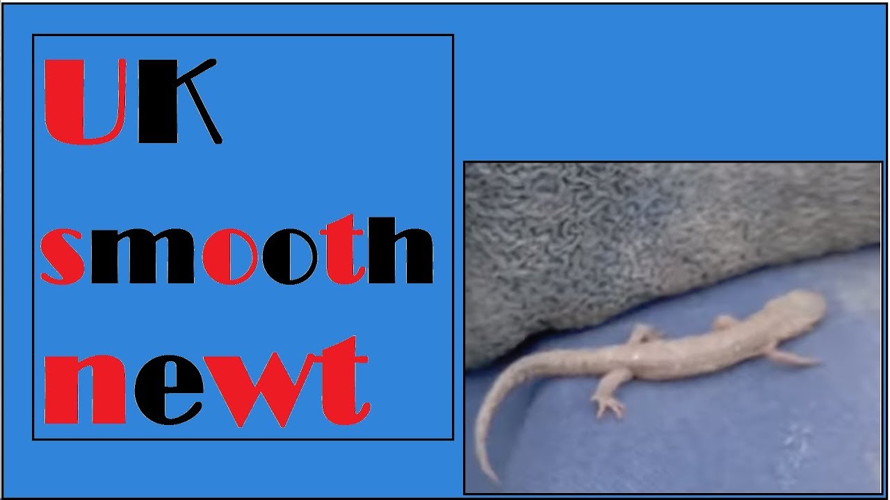 Uk smooth newt